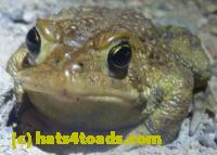 /home//u458753944/public_html/sourcegallery//Roxborough Toad Detour/2013-2019/2013/2013-04-09/P1120067.JPG